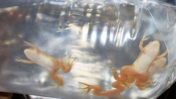 Флуоресцентную жабу нашли в Бразилии
