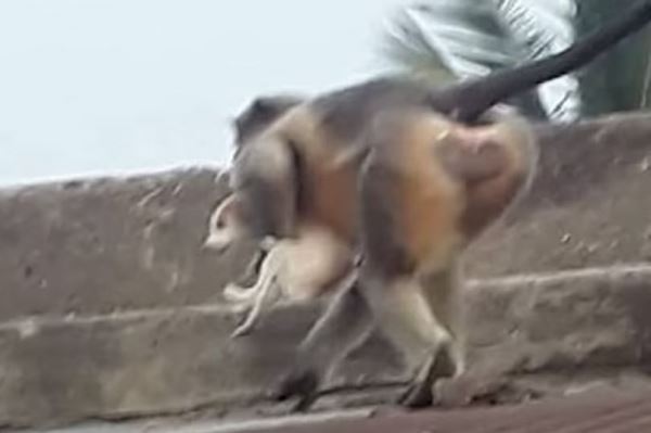 Мстительные обезьяны-убийцы сбросили со зданий сотни собак