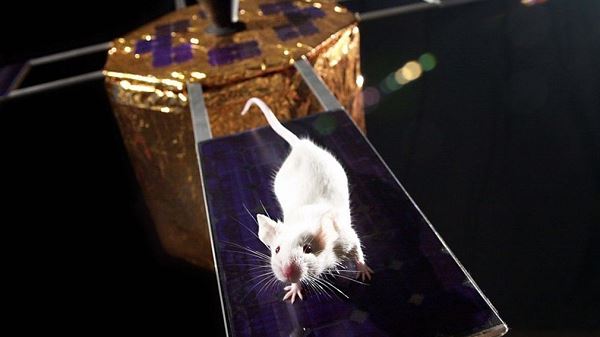 Около 20 мышей смогут поместиться в космический аппарат "Возврат-МКА"